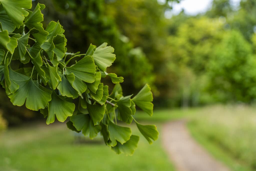 A picture of a branch from a Ginkgo tree in the Penny Brohn Cancer Care UK gardens
